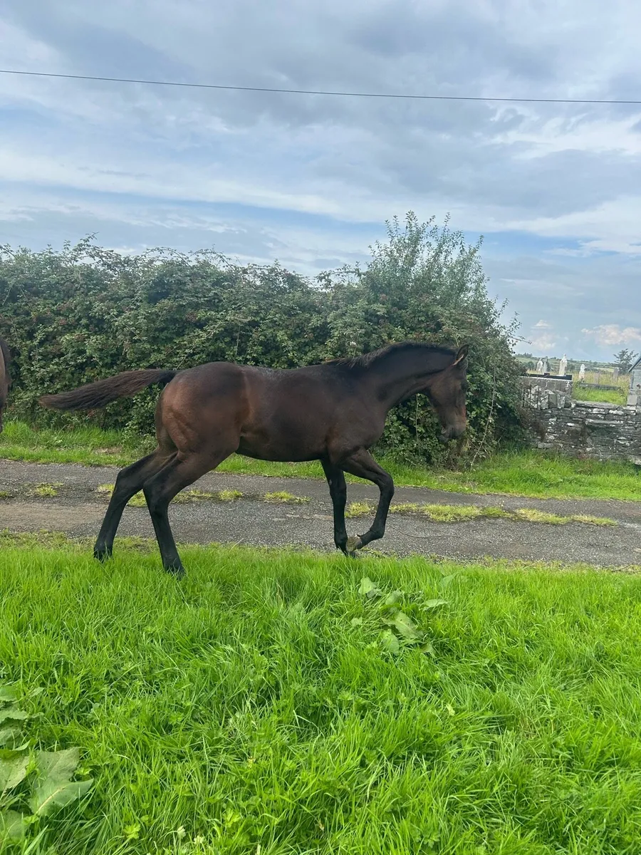 Horse - Image 3