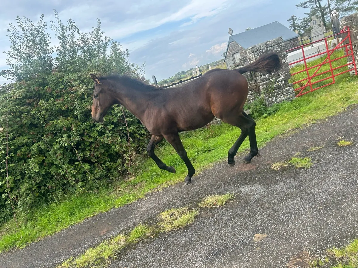 Horse - Image 4