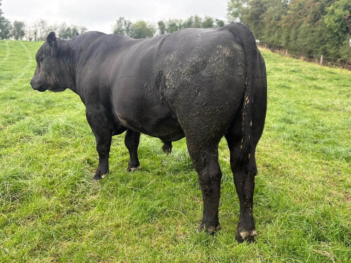 PB ANGUS BULL - Image 2