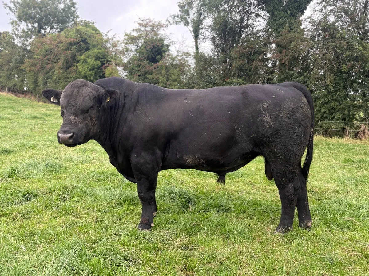 PB ANGUS BULL - Image 3