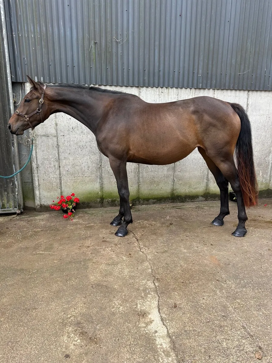 Top class eventing broodmare - Image 1