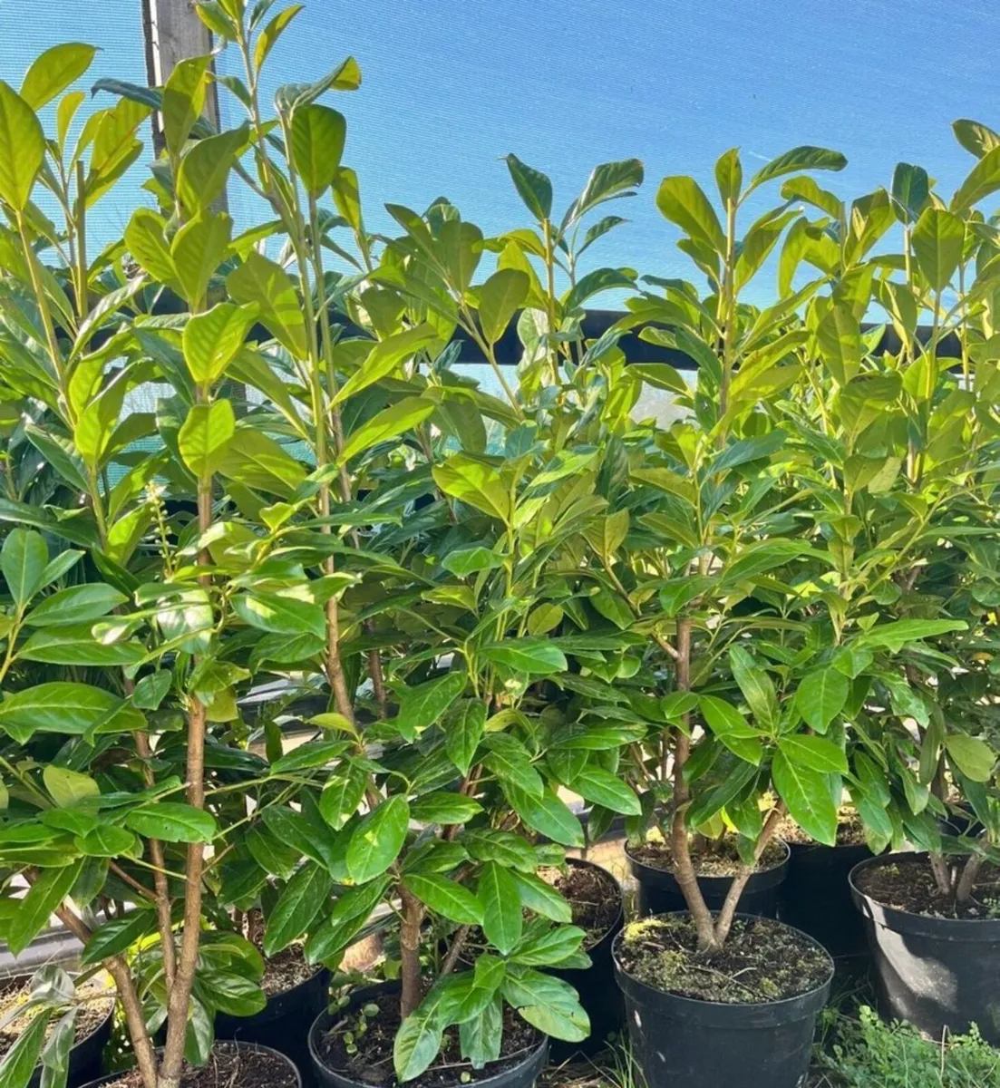 Laurel Hedging - all sizes - delivery available - Image 1