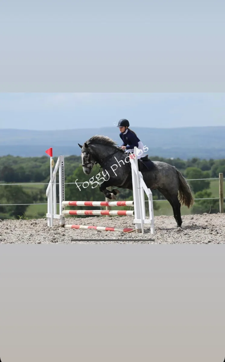 All-Rounder Pony - Image 1