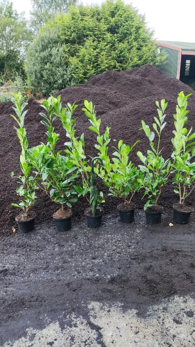 Laurel Hedging in 5 litre pot 4 ft just 5 Euro - Image 1