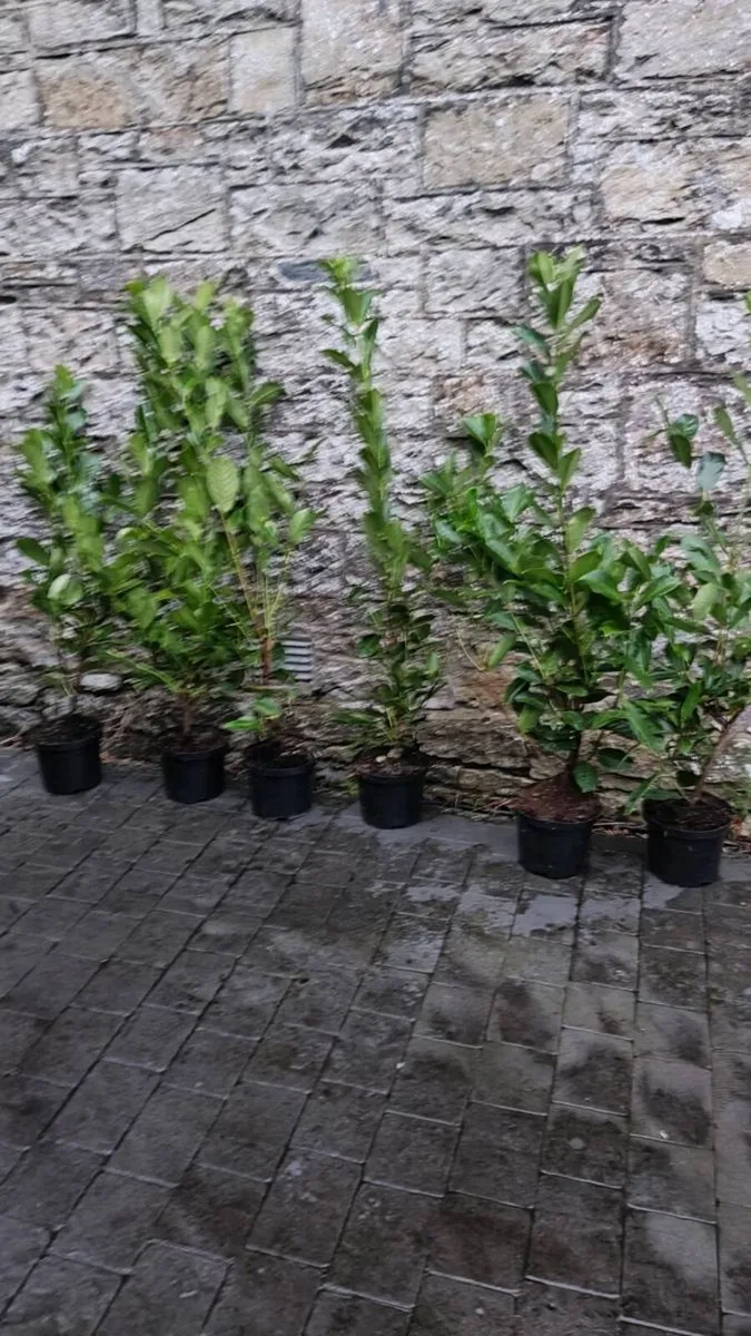 Laurel Hedging in 5 litre pot 4 ft just 5 Euro - Image 3