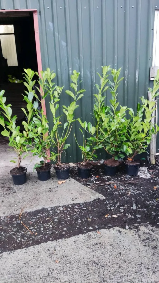 Laurel Hedging in 5 litre pot 4 ft just 5 Euro - Image 4