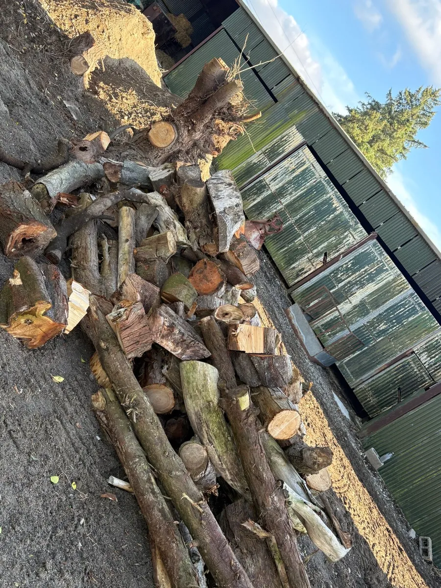 Uncut firewood - Image 3