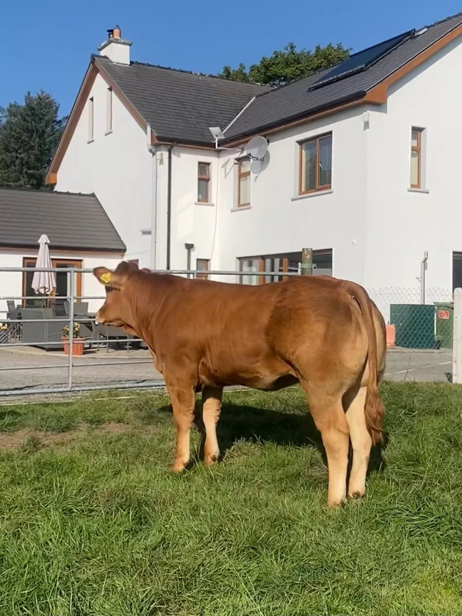 Pedigree Limousin Heifers for sale - Image 2
