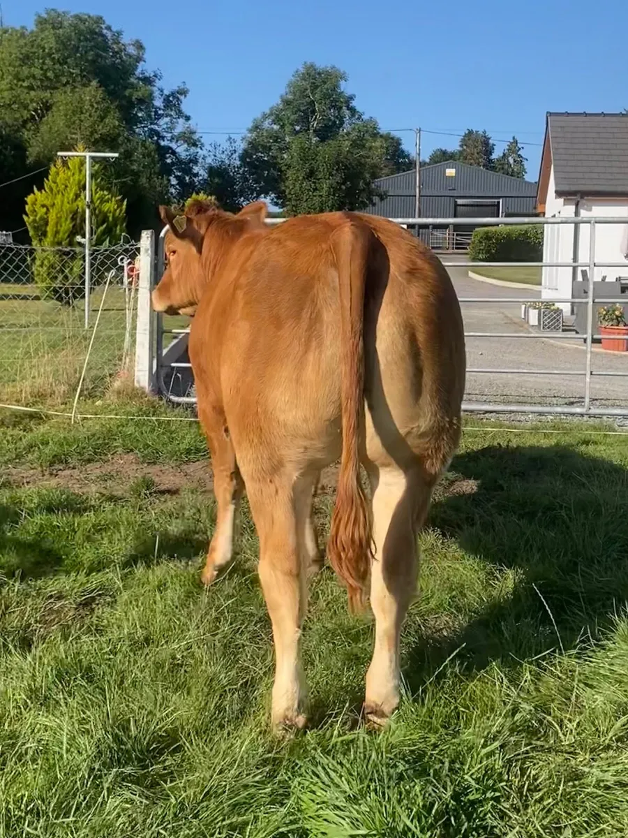 Pedigree Limousin Heifers for sale - Image 3