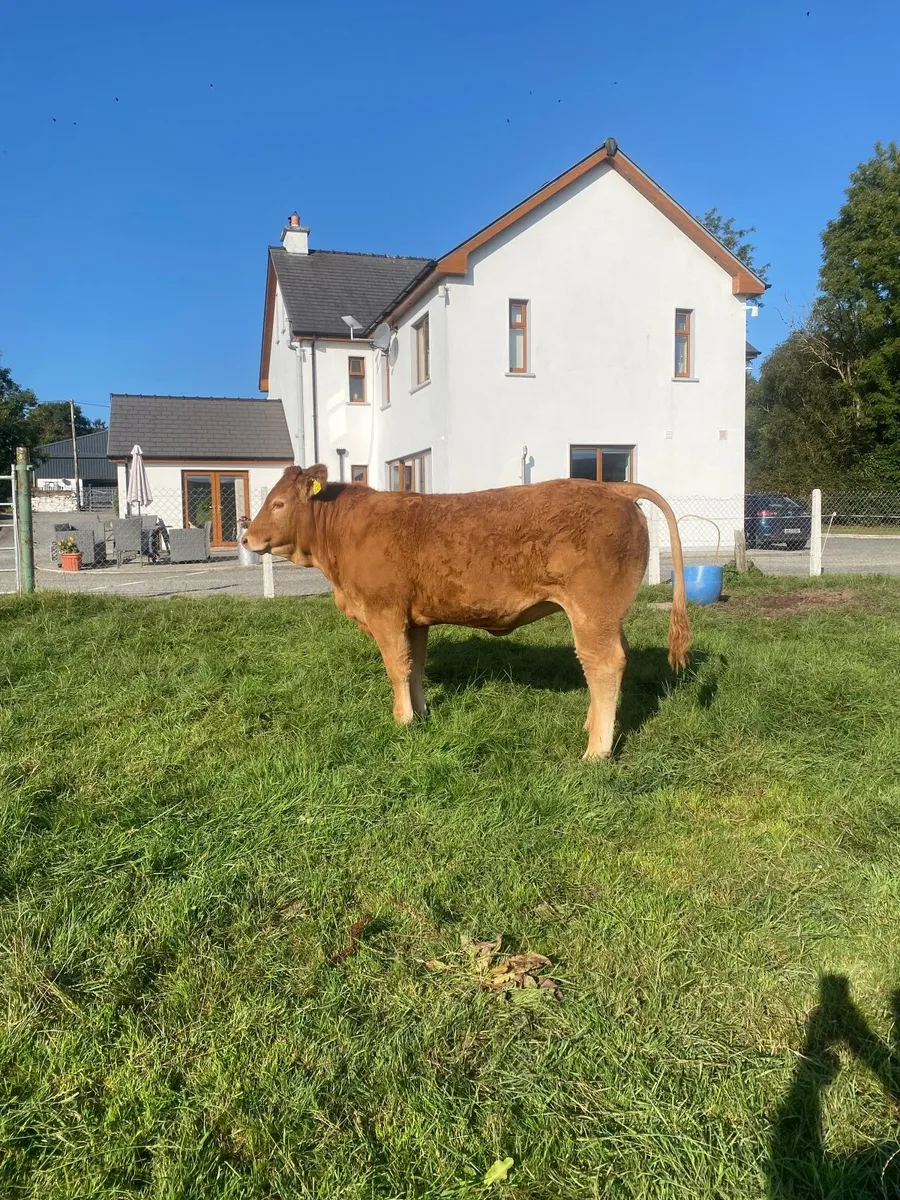 Pedigree Limousin Heifers for sale - Image 4
