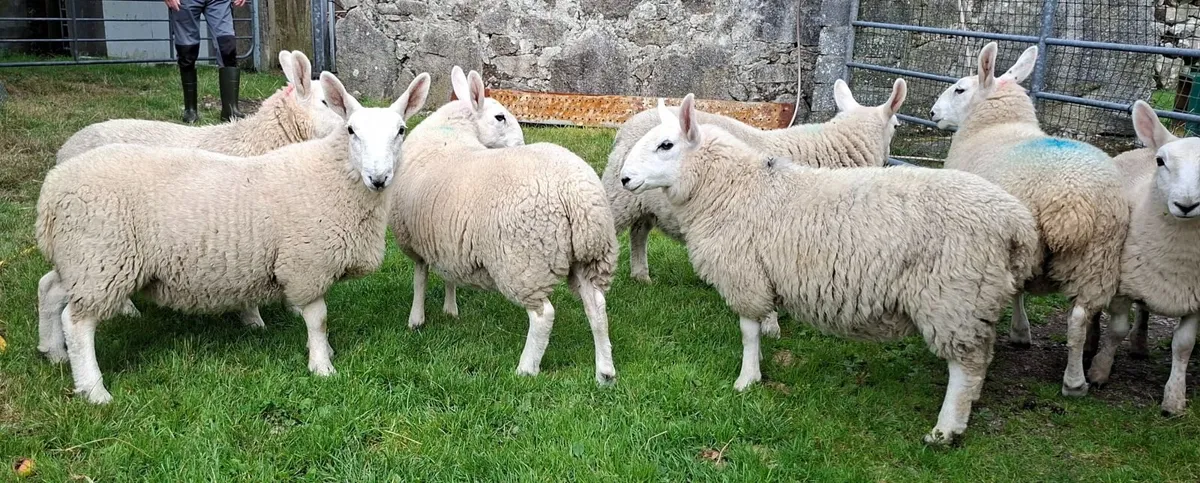 8 PB North Country Cheviot Ewe Lambs - Image 2
