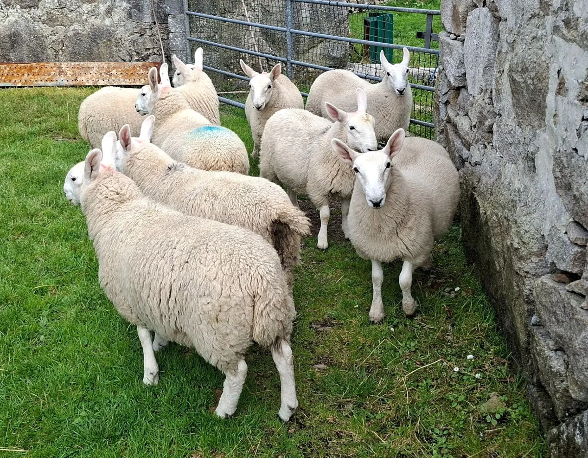 8 PB North Country Cheviot Ewe Lambs - Image 3