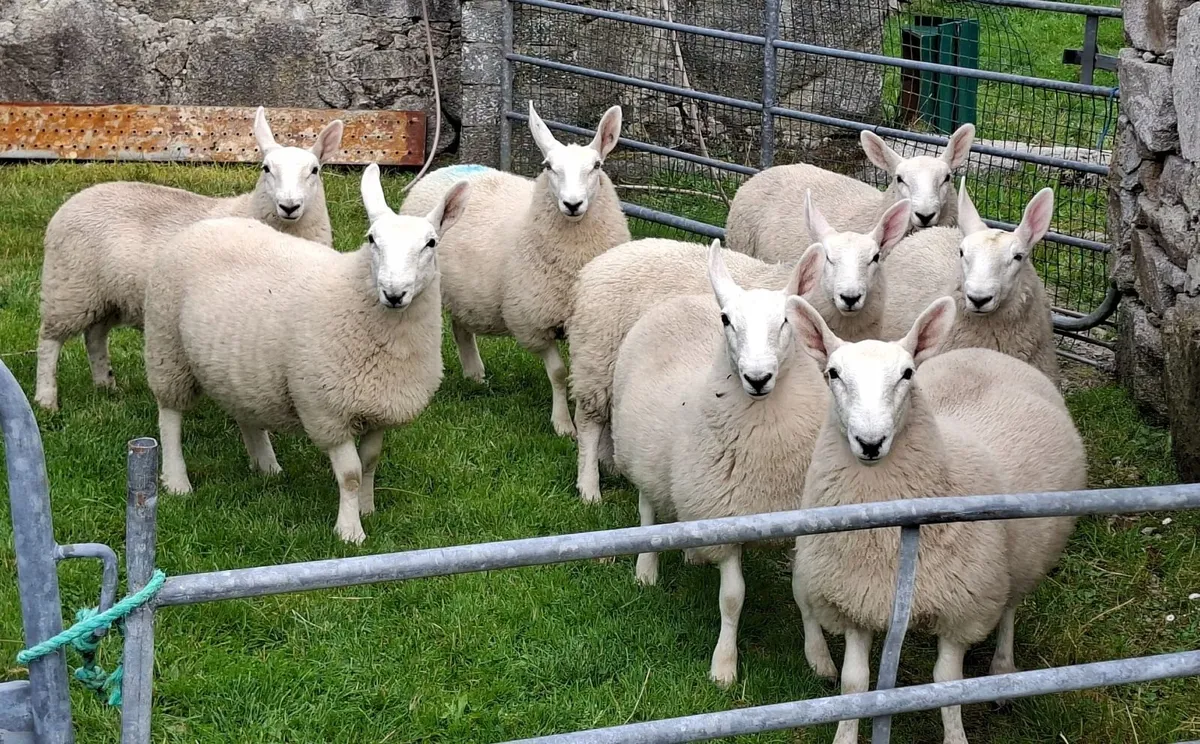 8 PB North Country Cheviot Ewe Lambs - Image 1