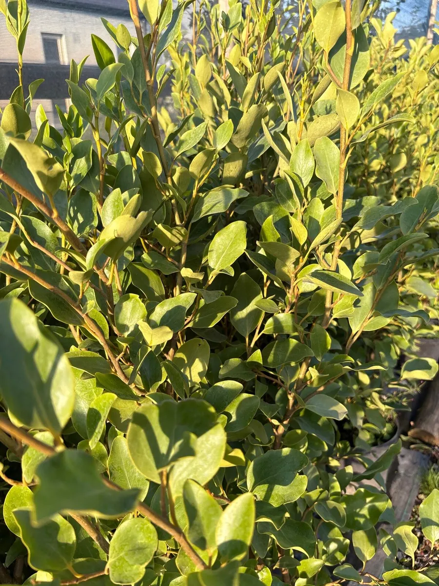 Grisilinia Hedging-All Sizes-Delivery Available - Image 3