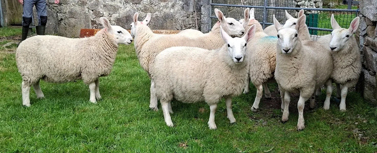 8 PB North Country Cheviot Ewe Lambs - Image 4