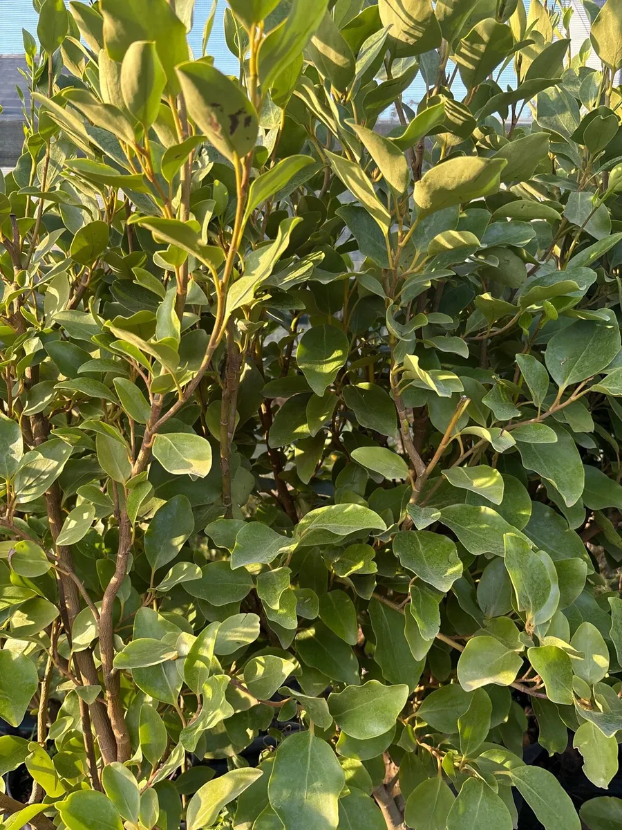 Grisilinia Hedging-All Sizes-Delivery Available - Image 2