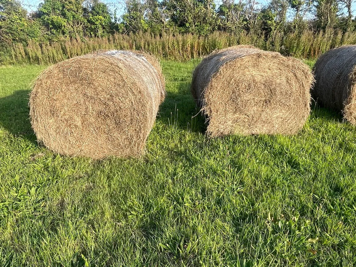 Hay For Sale - Image 3