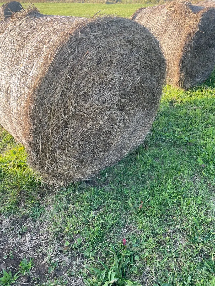 Hay For Sale - Image 4