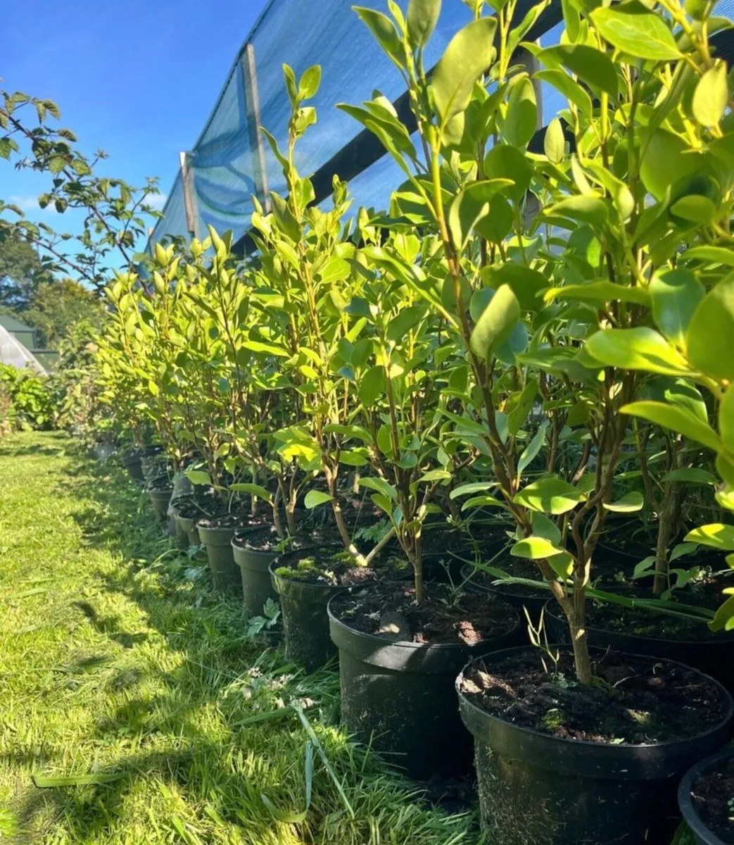 Grisilinia Hedging-All Sizes-Delivery Available - Image 1