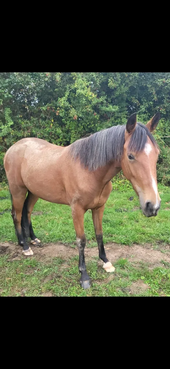 Ponies for sale. - Image 3