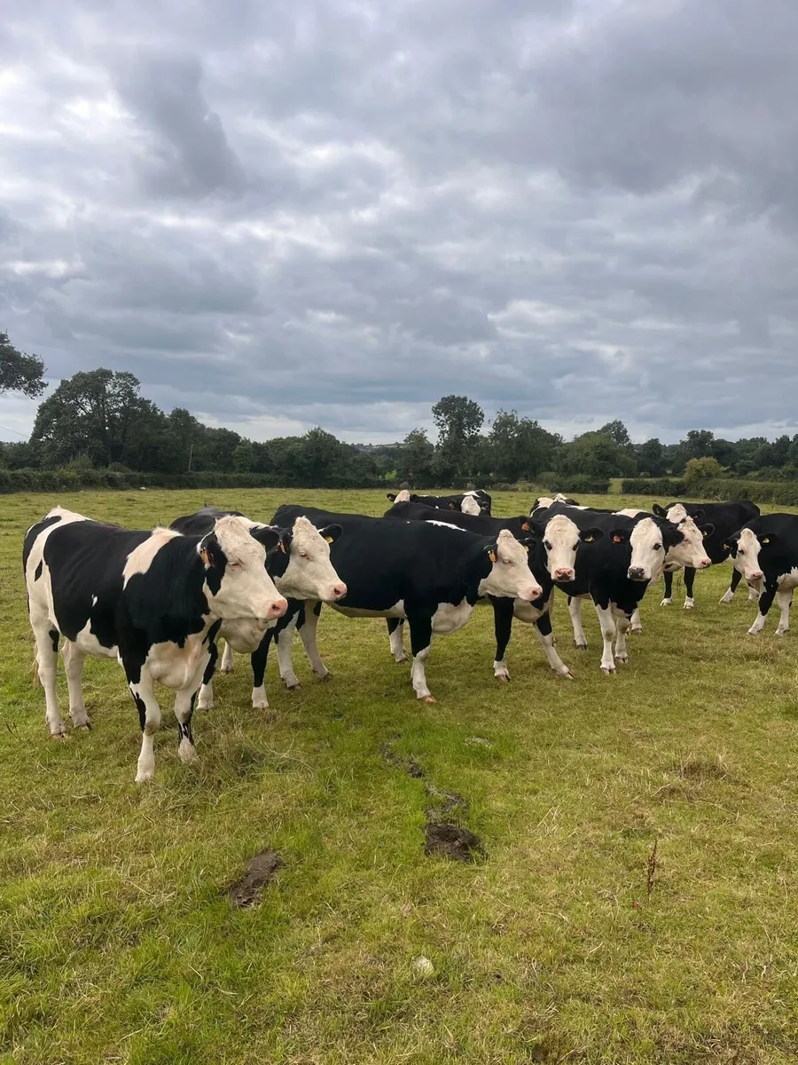in calf heifers - Image 1