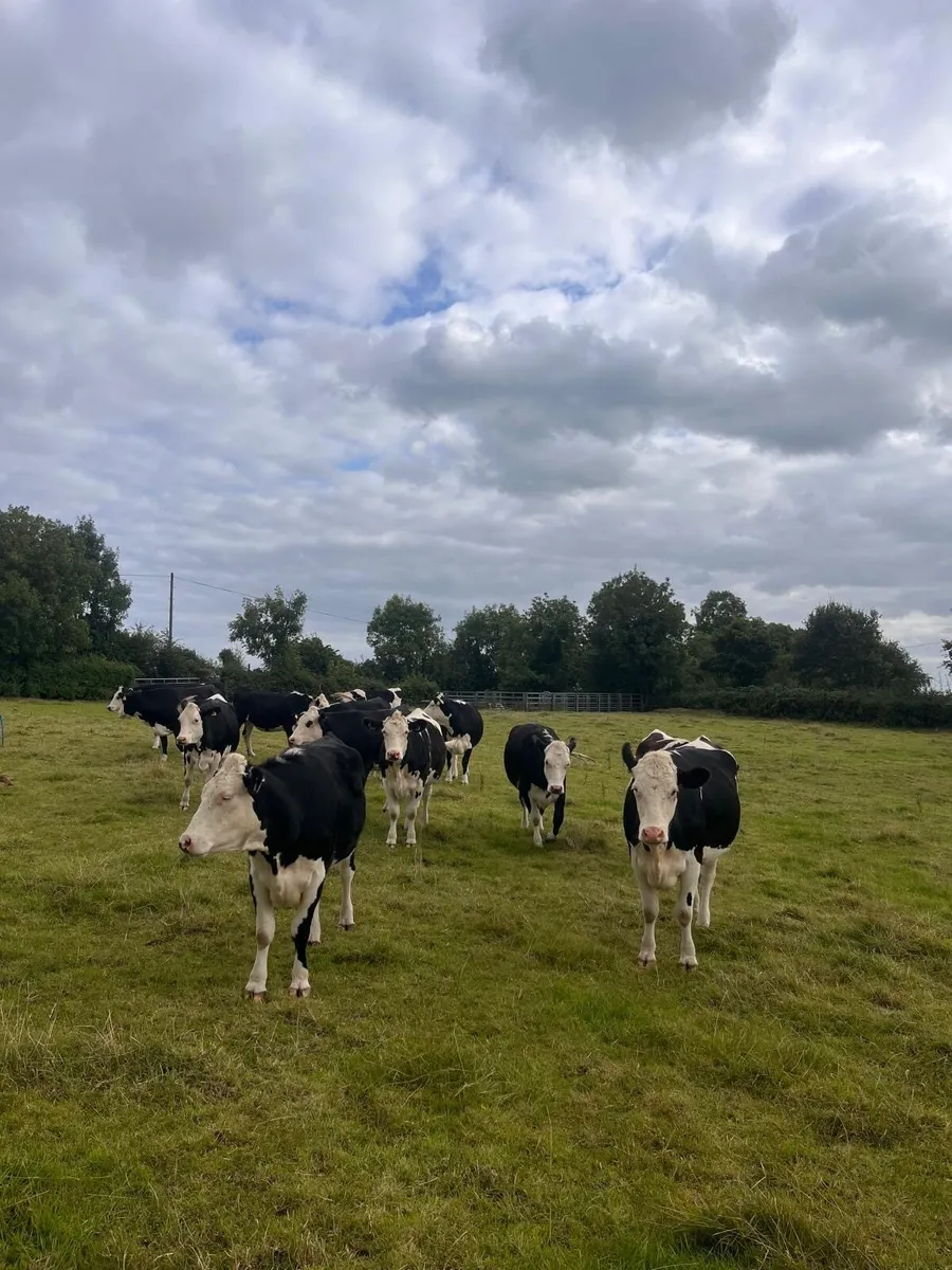 in calf heifers - Image 2