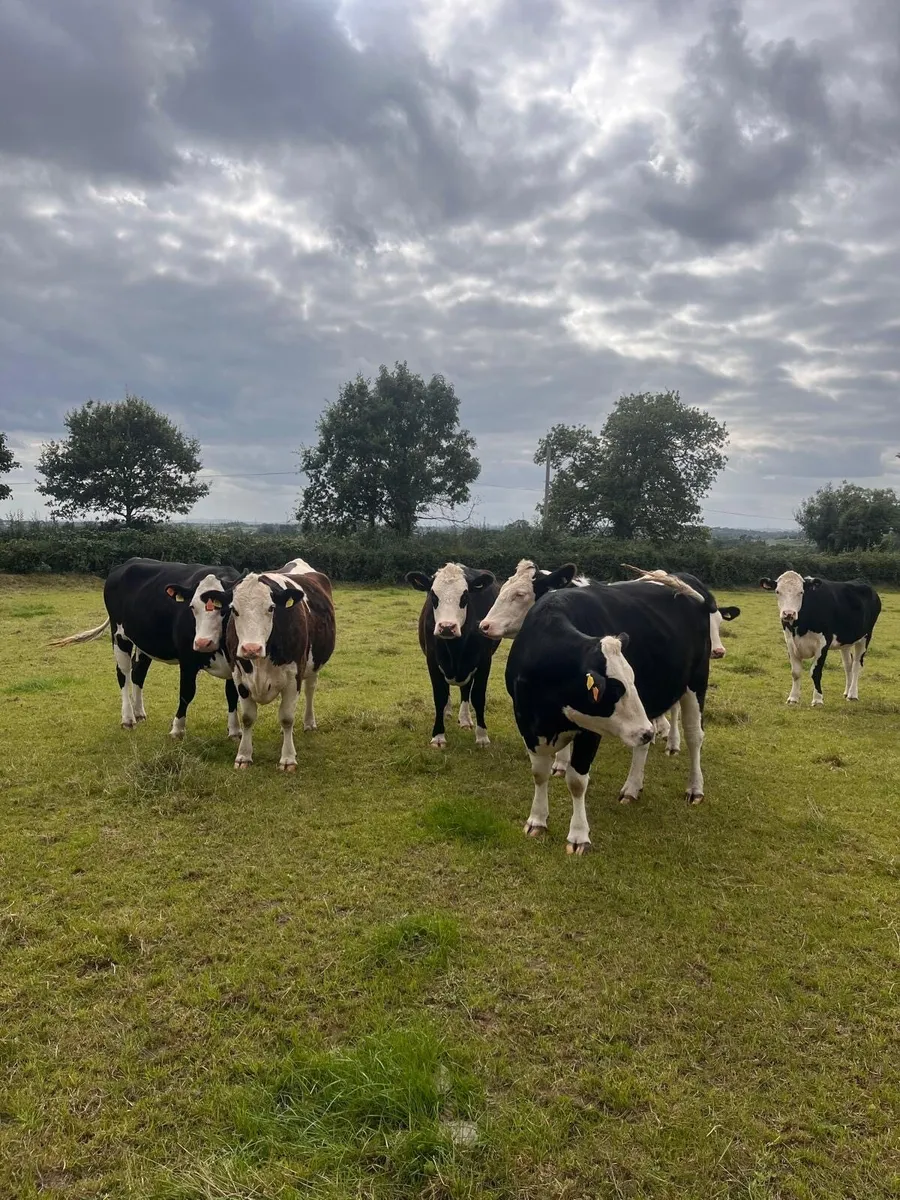 in calf heifers - Image 3