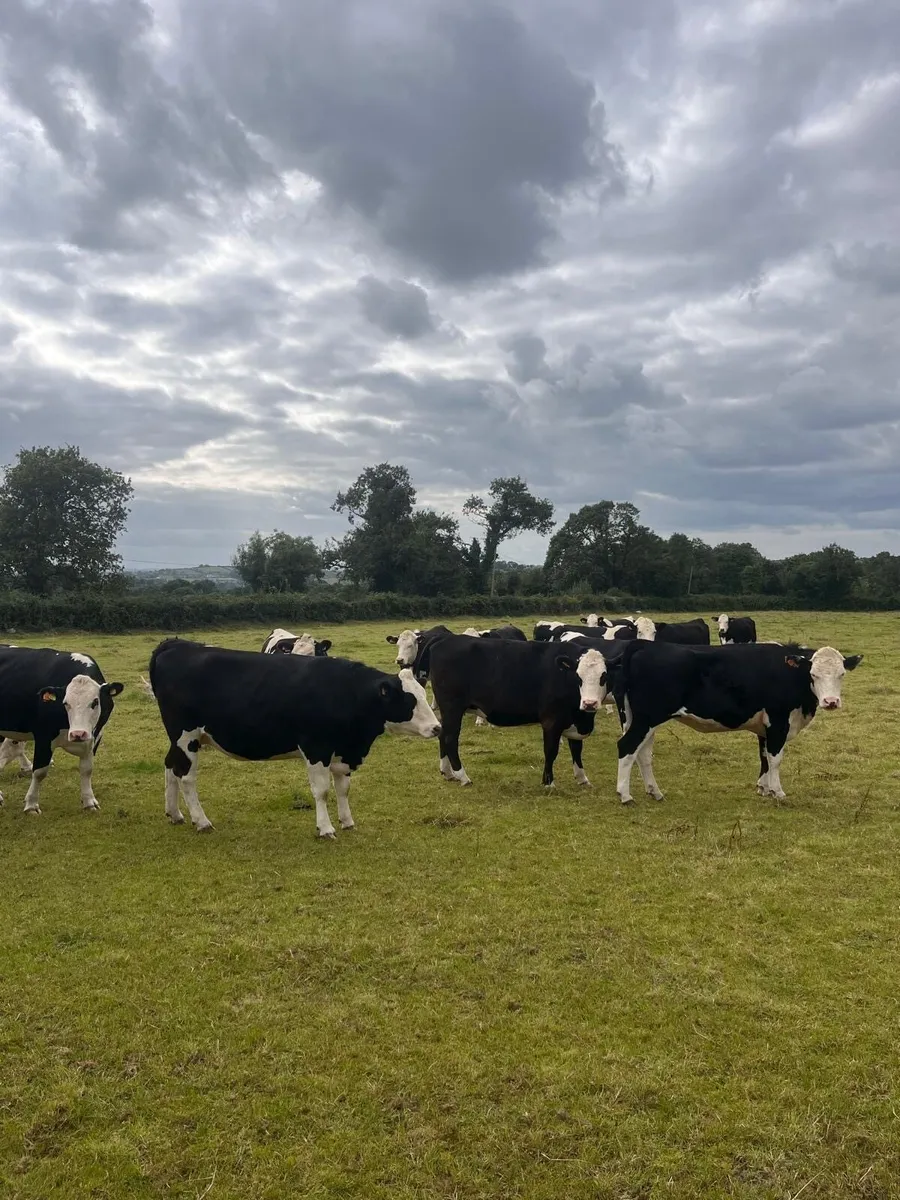 in calf heifers - Image 4