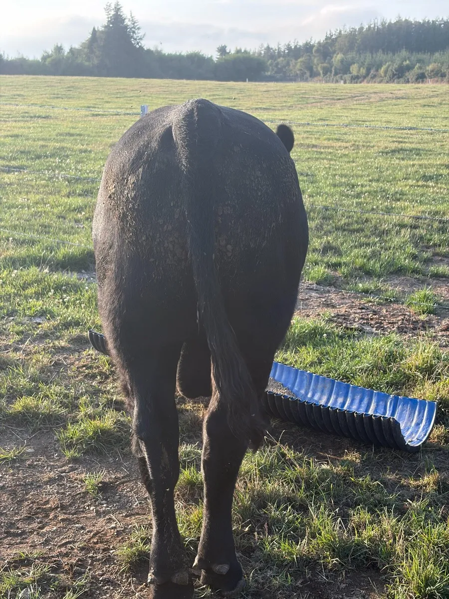 Pb Aberdeen Angus bull - Image 2