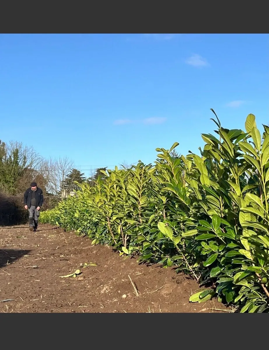PRIVACY HEDGING & SCREENING - FAST GROWING - Image 3