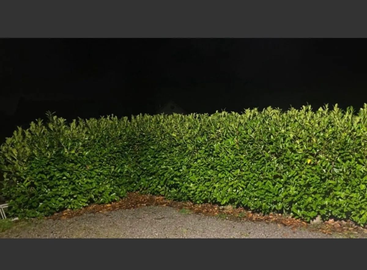 PRIVACY HEDGING & SCREENING - FAST GROWING - Image 4