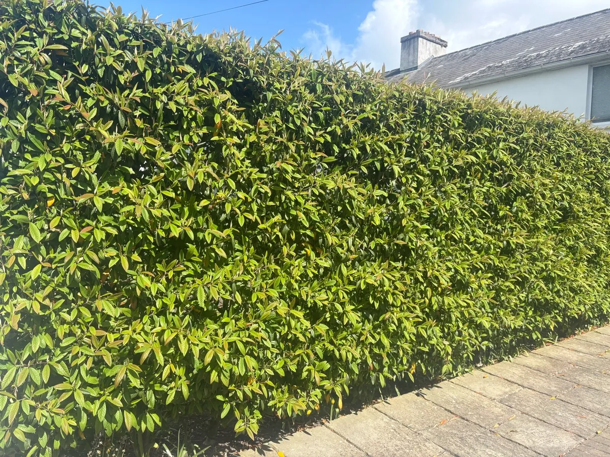 PRIVACY HEDGING & SCREENING - FAST GROWING - Image 2