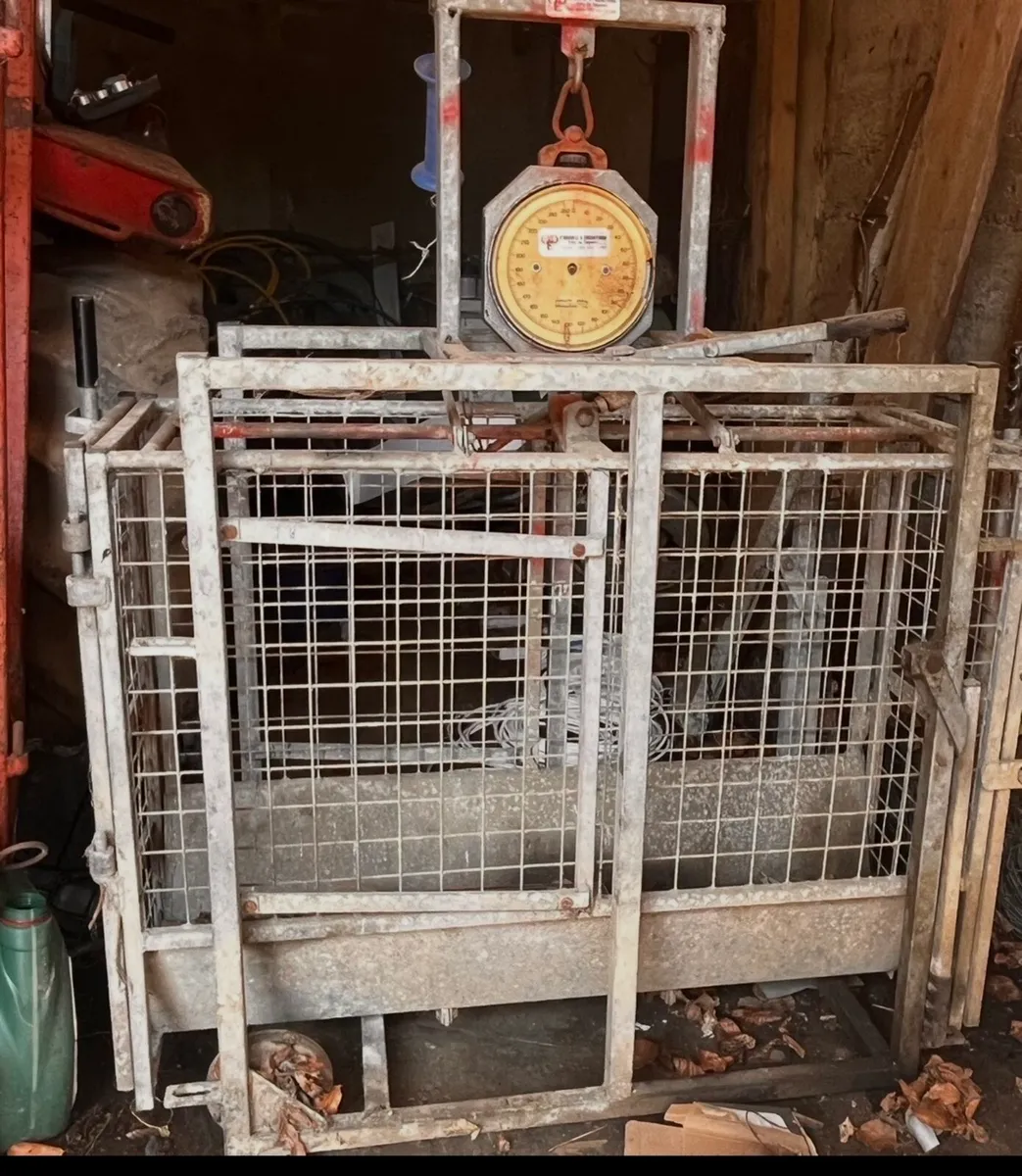 Sheep weighing scales
