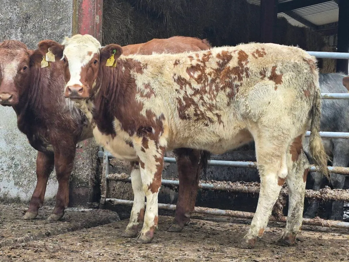 🌟 Super Red Belgian Blue Heifer 🌟 - Image 2