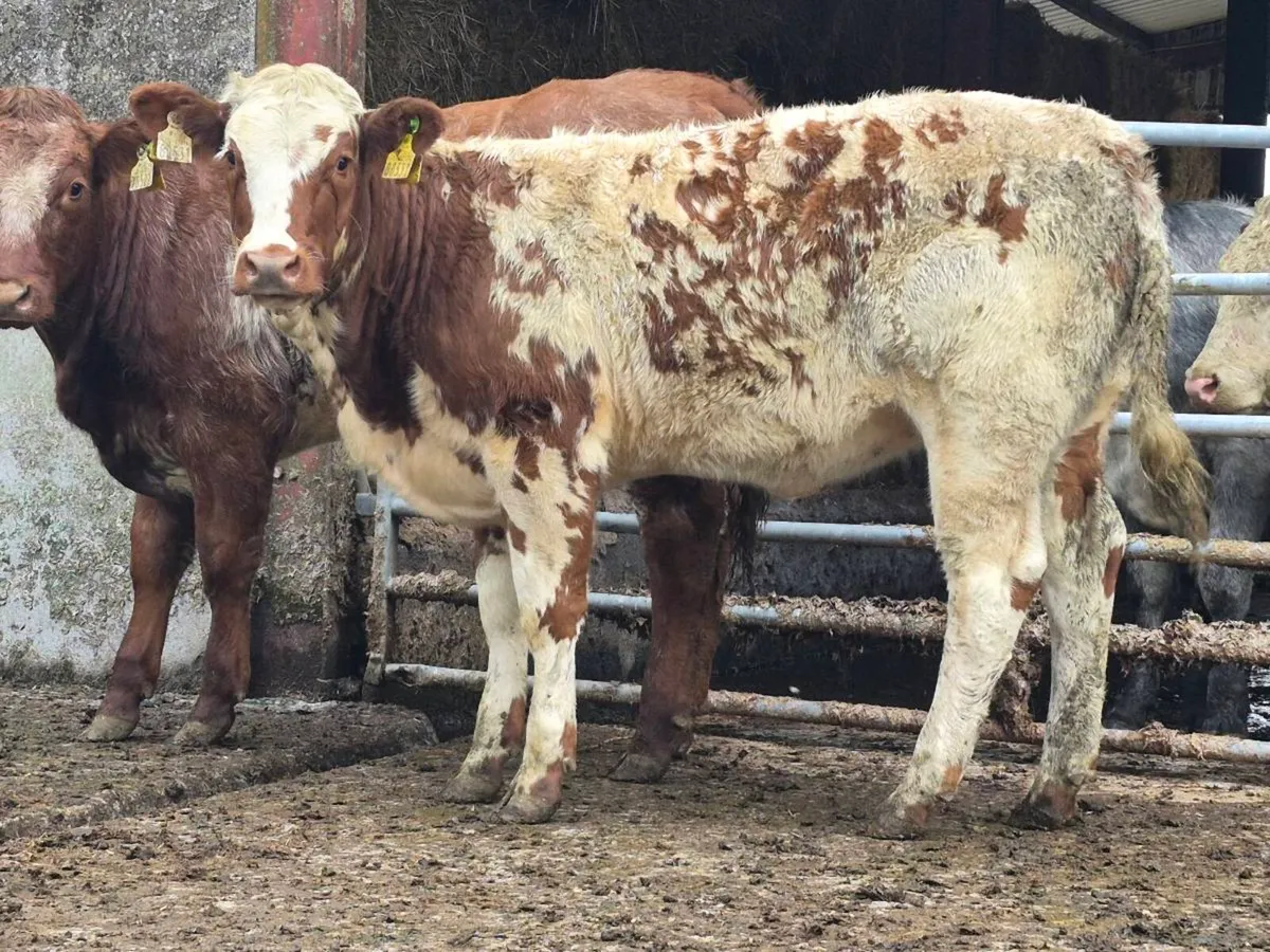 🌟 Super Red Belgian Blue Heifer 🌟 - Image 3