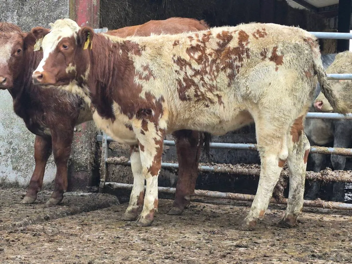 🌟 Super Red Belgian Blue Heifer 🌟 - Image 4