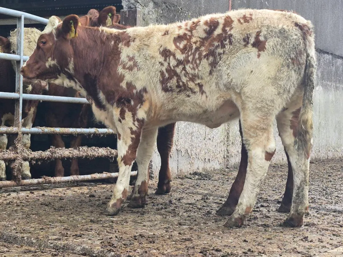 🌟 Super Red Belgian Blue Heifer 🌟 - Image 1