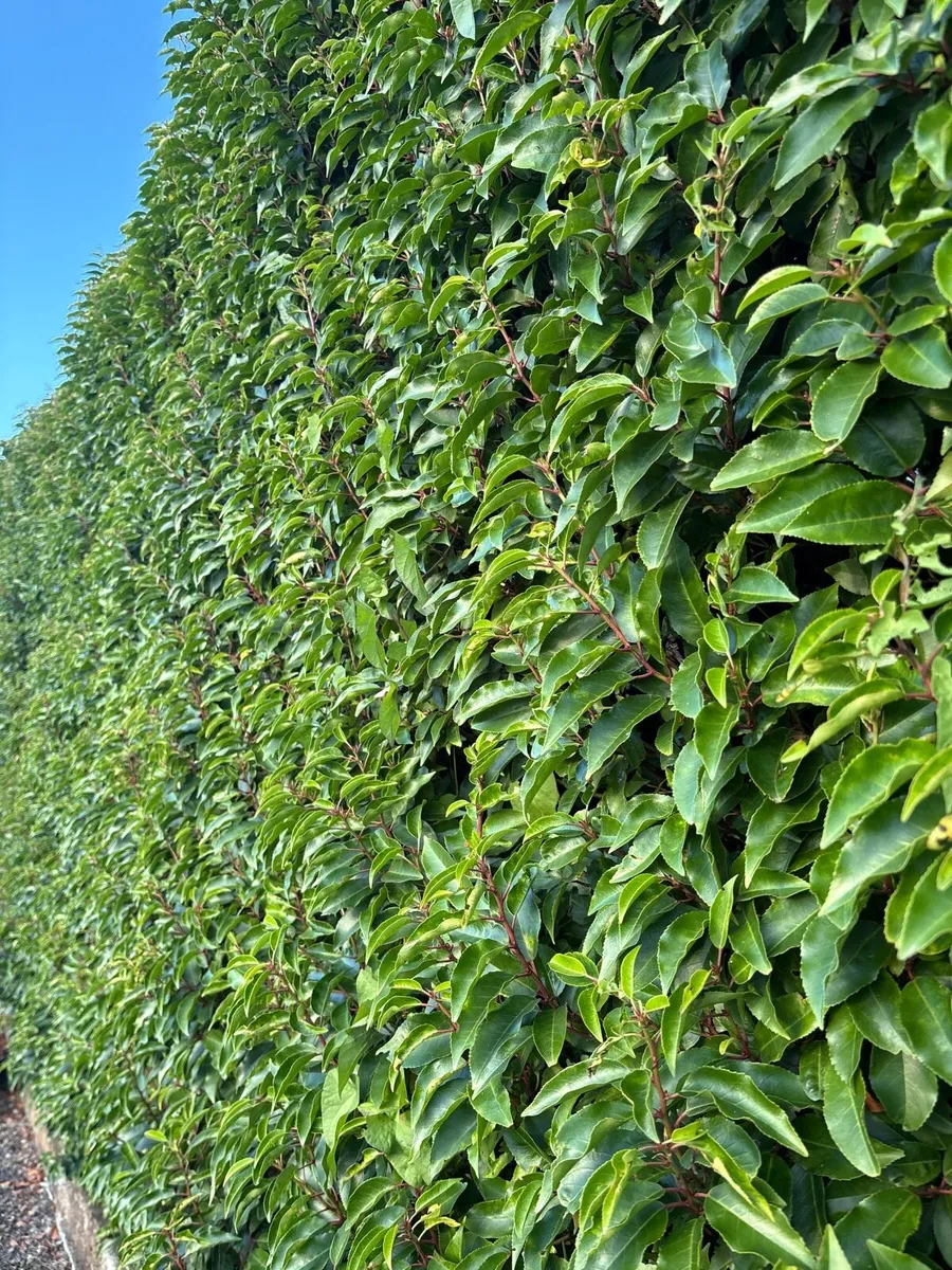 PRIVACY HEDGING & SCREENING - FAST GROWING - Image 1