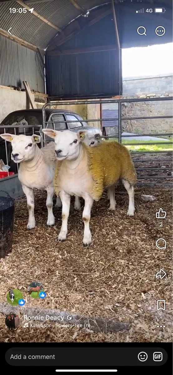 Sis approved texel ram lambs - Image 1