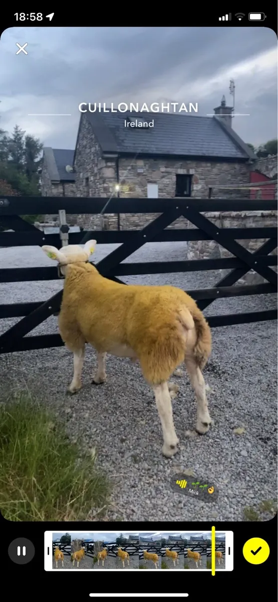 Sis approved texel ram lambs - Image 2