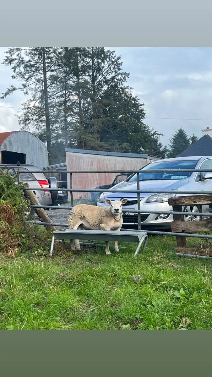 Sis approved texel ram lambs - Image 3