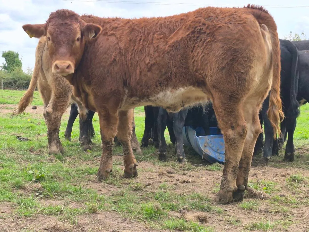 Super Quality Roan Limousin Heifer Weanling - Image 2