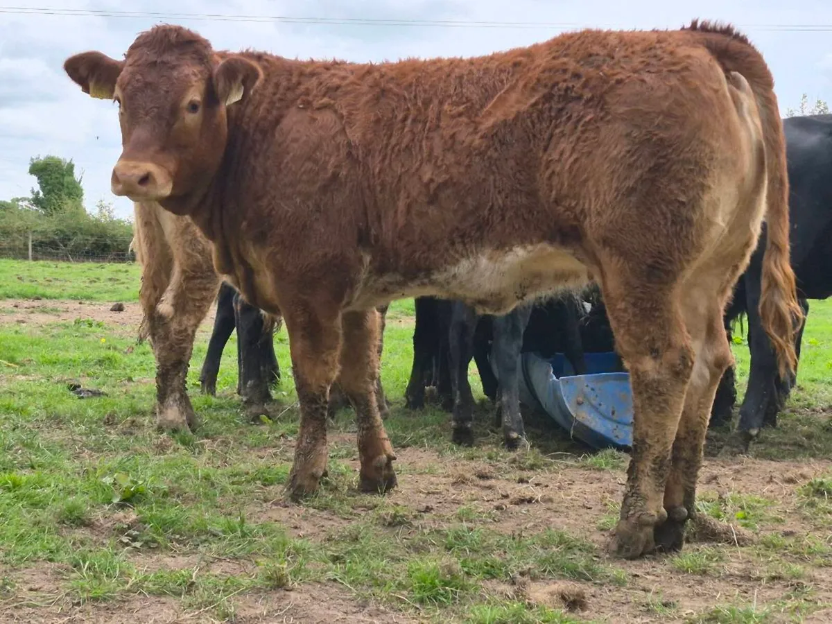 Super Quality Roan Limousin Heifer Weanling - Image 3