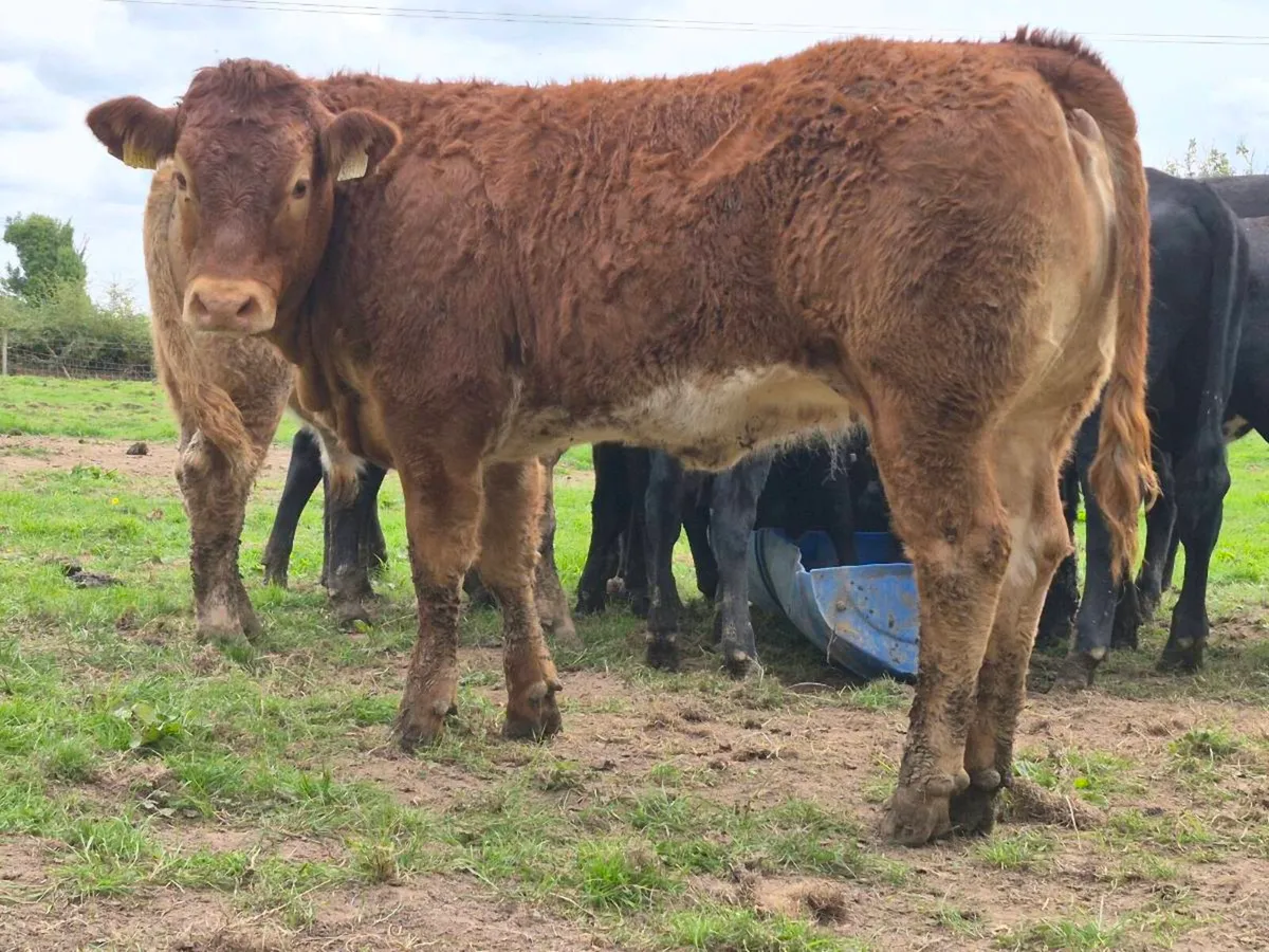Super Quality Roan Limousin Heifer Weanling - Image 4