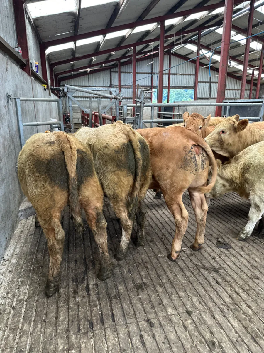 Charolais and lim store heifers - Image 2
