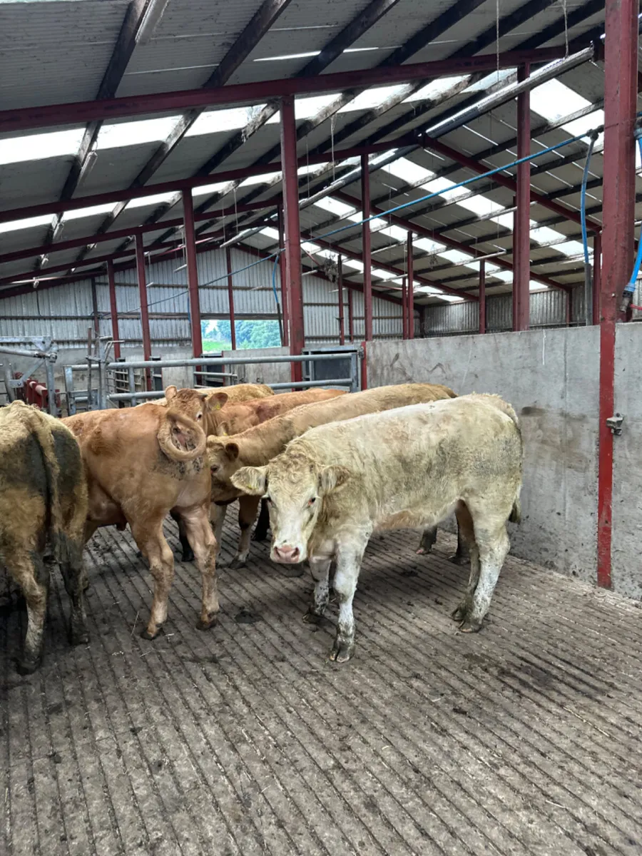 Charolais and lim store heifers - Image 1