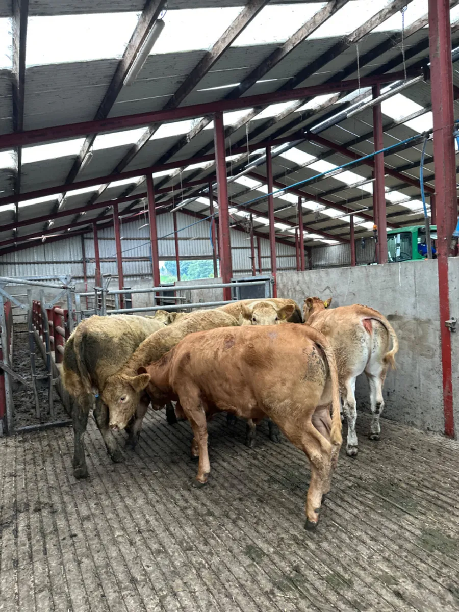 Charolais and lim store heifers - Image 4