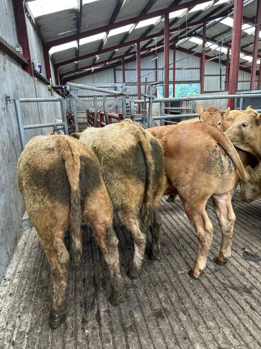 Charolais and lim store heifers - Image 3