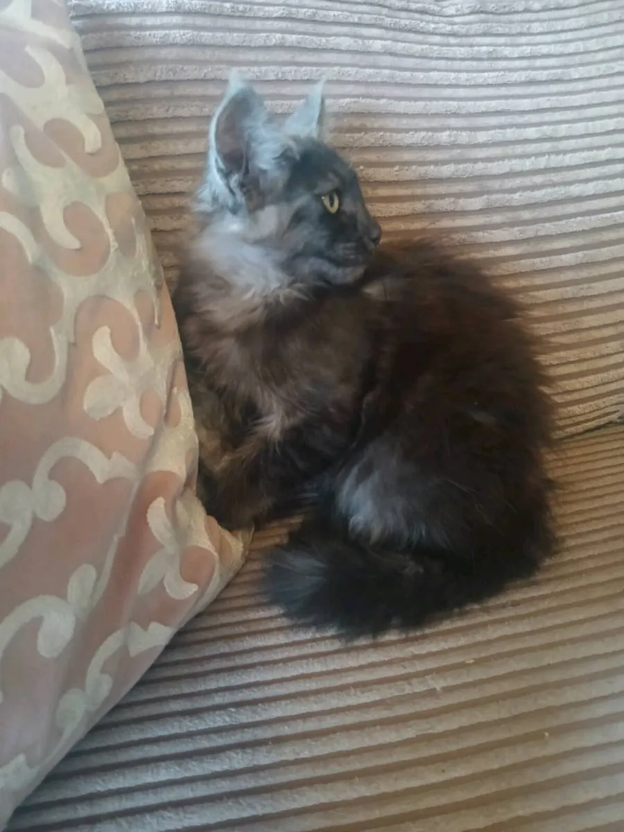 Maine coon kittens - Image 2