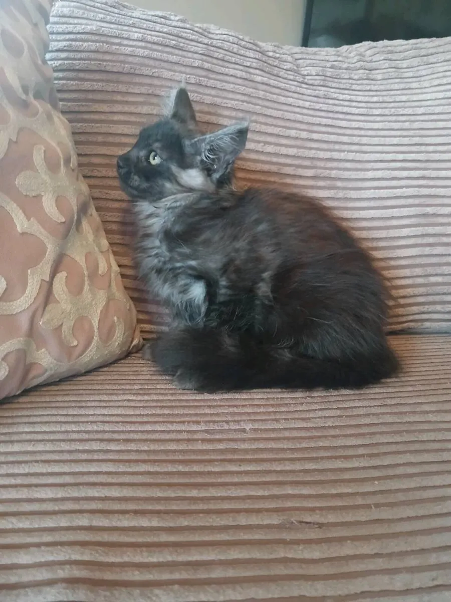 Maine coon kittens - Image 1